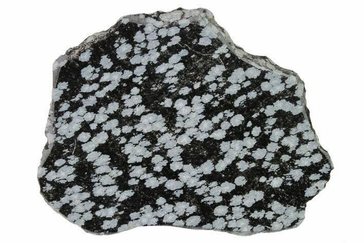 Polished Snowflake Obsidian Section - Utah #146371